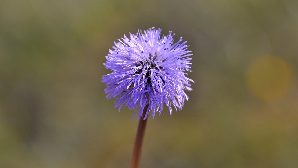 Bloom blue nature photo