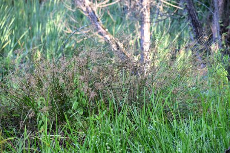 plant juncus Wesley's Park ncwetlands AM (22)