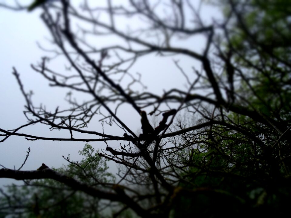 Nature mist forest landscape