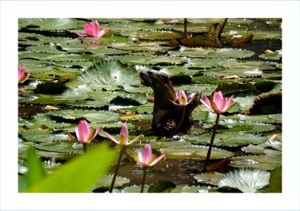 Otters playing in the water lily pond photo
