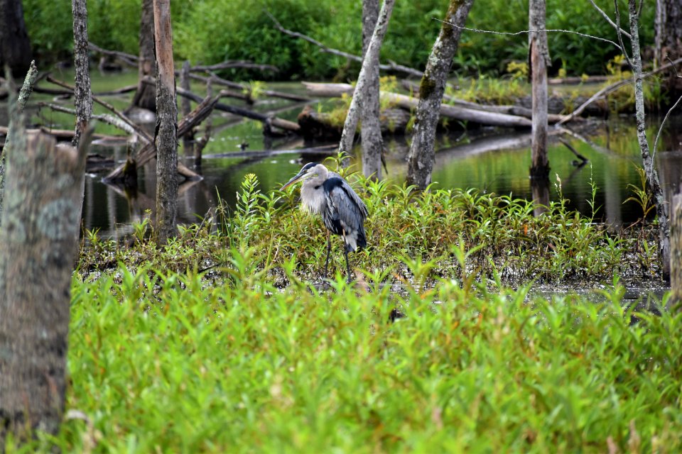 bird great blue heron White Oak Creek Greenway ncwetlands AM (24)