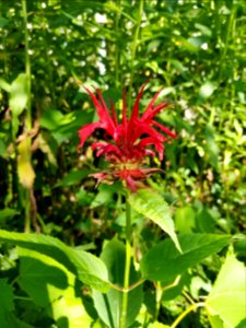 Cardinal Flower (Lobelia cardinalis)