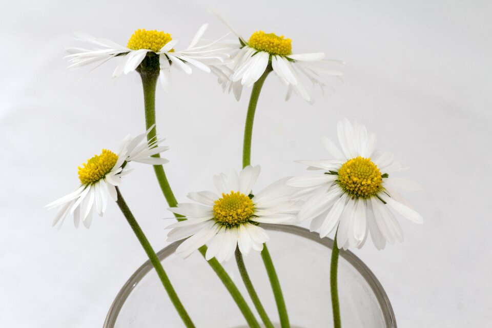 Daisy flower vase close up