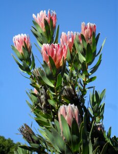 Flora blossom floral