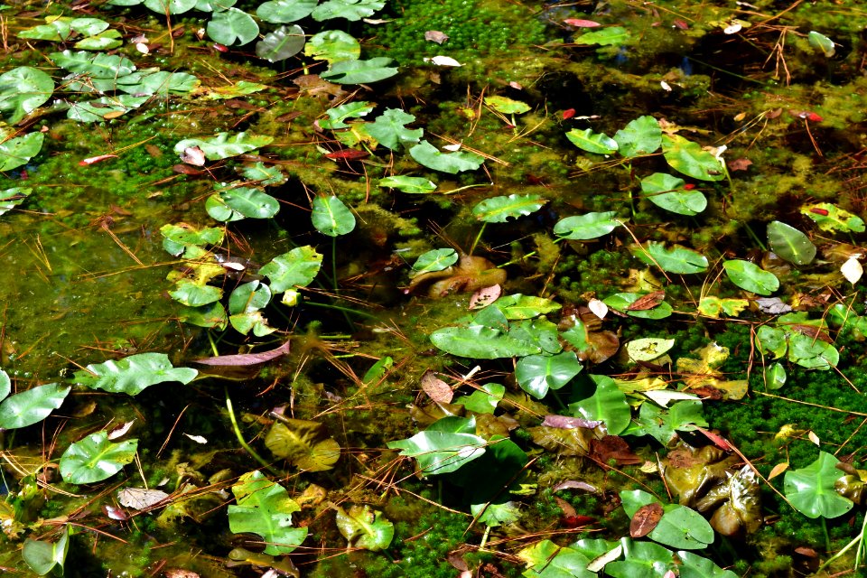 scene pond plants Lumber River SP Chalk Banks ncwetlands AM (7)