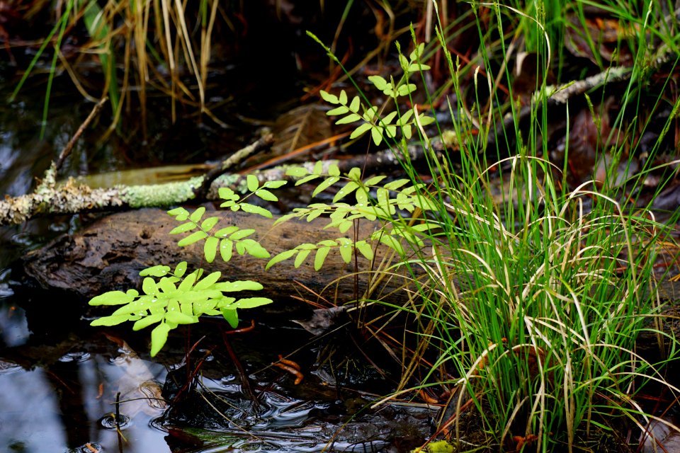 plant royal fern brunswick nature park ncwetlands KG (68)