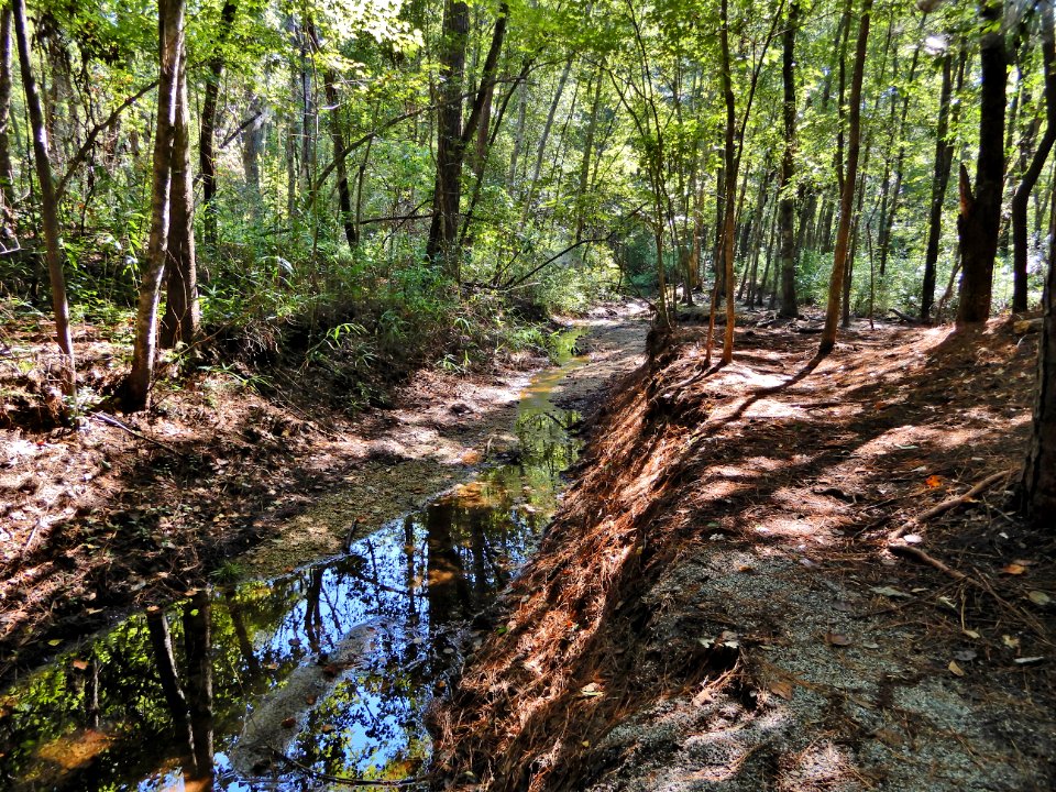 scene pond drainage to river Lumber River SP Chalk Banks ncwetlands KG (33)