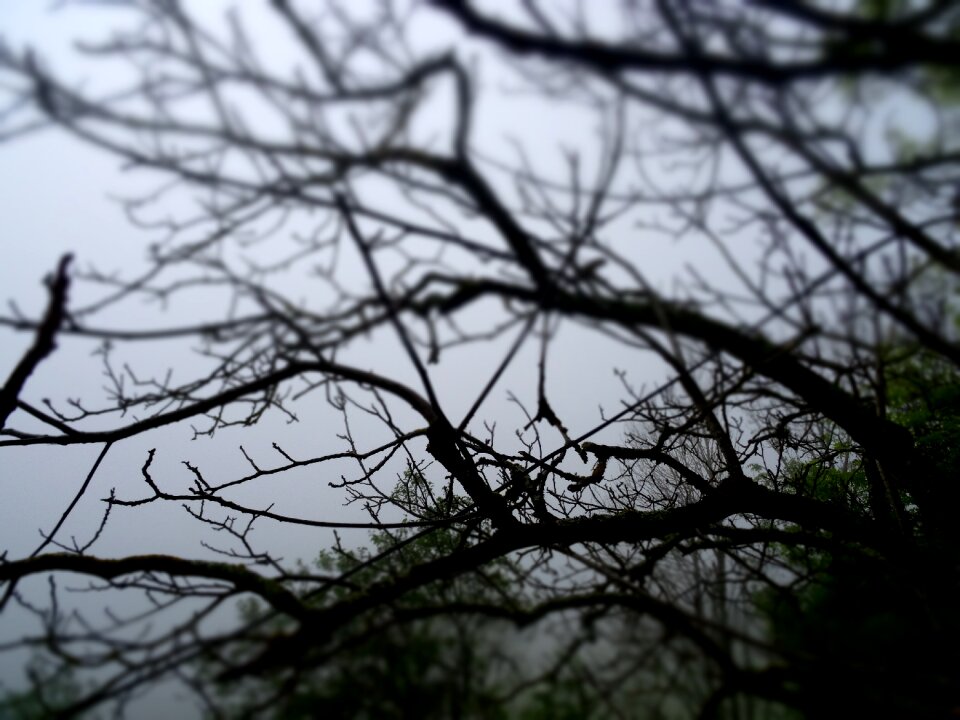 Nature landscape mist
