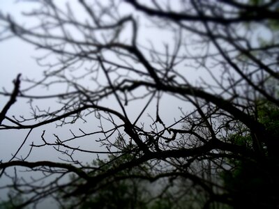 Nature landscape mist