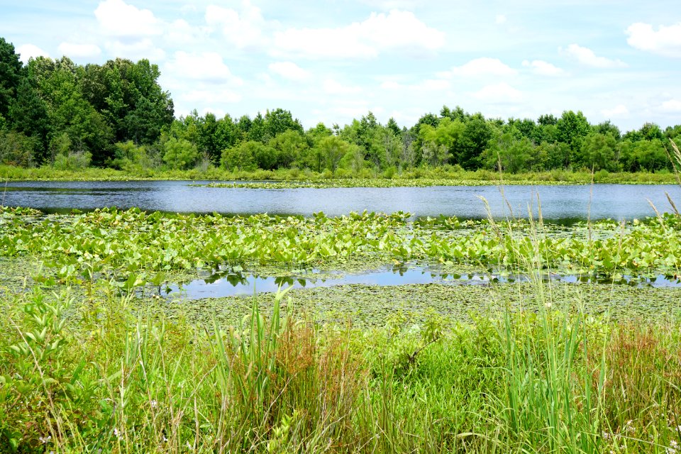 scene Arrowhead Lake pee dee nwr KG (1)