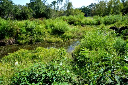 scene Little River Park ncwetlands KG (3)
