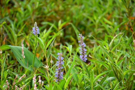 plant pickerelweed White Oak Creek Greenway ncwetlands AM (7)