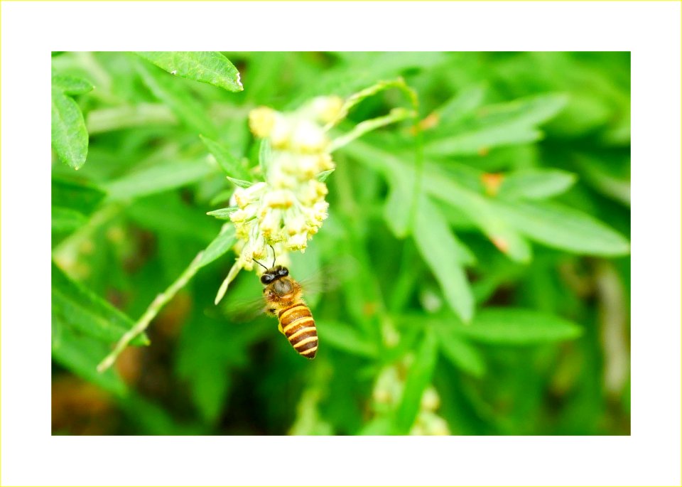 Bee hovering photo