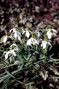 Spring white plant
