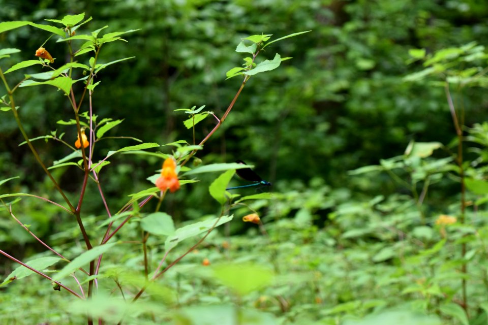 invertebrate great smoky mountain NP ncwetlands AM (13)