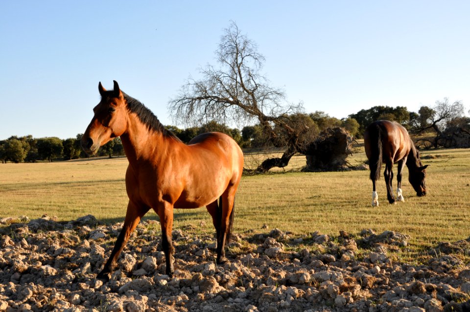 Retrato de caballos