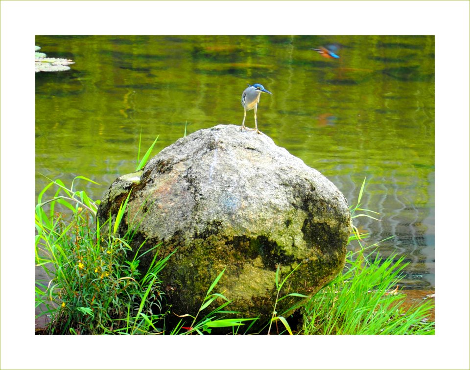Heron looking for its prey