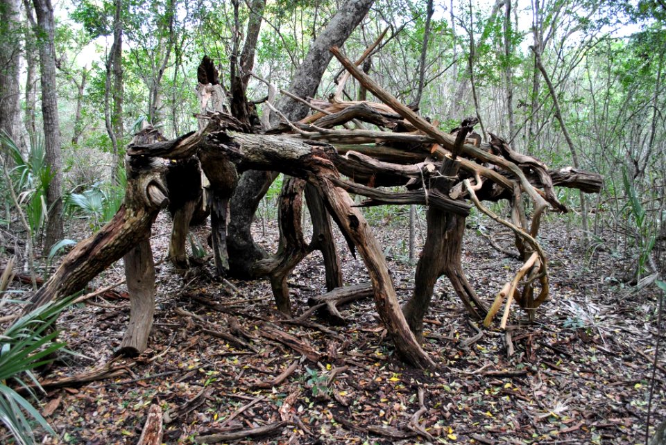 scene 2 Bald Head Woods Reserve NC Coastal Reserve