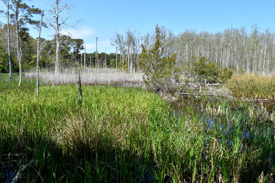 scene wetland Carolina Beach SP ncwetlands AM (6)