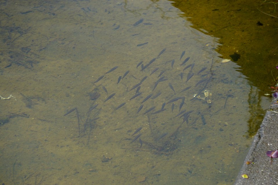 fish at Lake Cameron dam Sandhills Game Lands ncwetlands KG (3)
