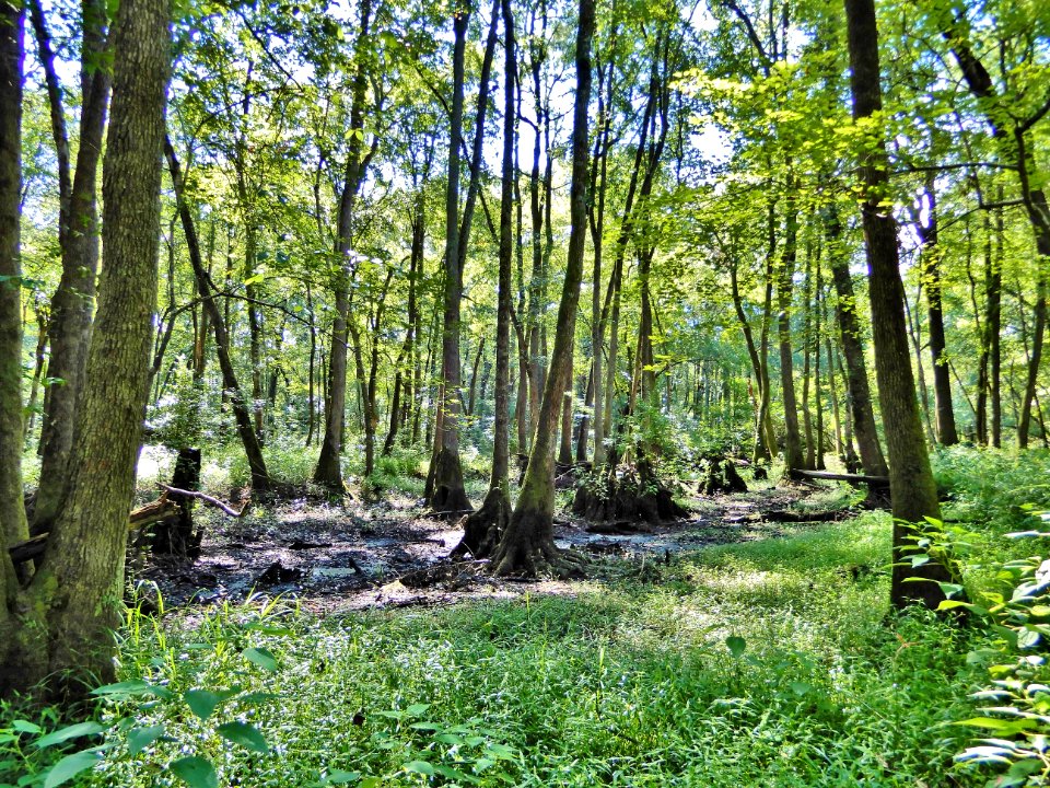 scene bottomland hardwood wetland Lumber River SP Chalk Banks ncwetlands KG (39)