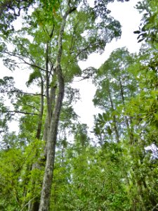 scene canopy of bay wetland Salters Lake Trail Jones Lake State Park ncwetlands KG (42)