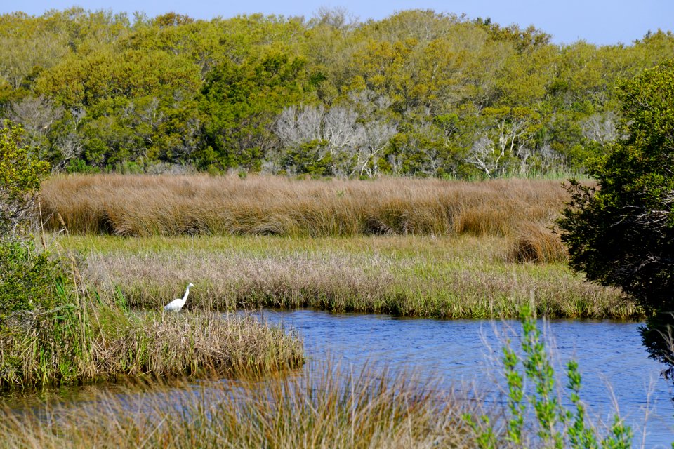 scene fort fisher state recreation area ncwetlands KG (6)