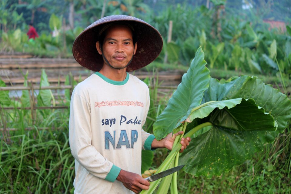 Rural plant banyumas