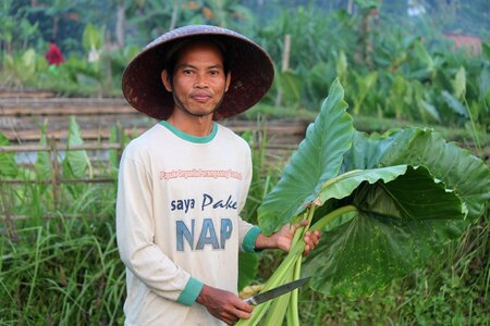 Rural plant banyumas