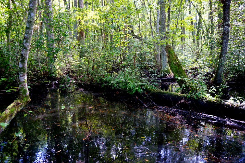 scene Juniper Creek Game Land ncwetlands KG (3)