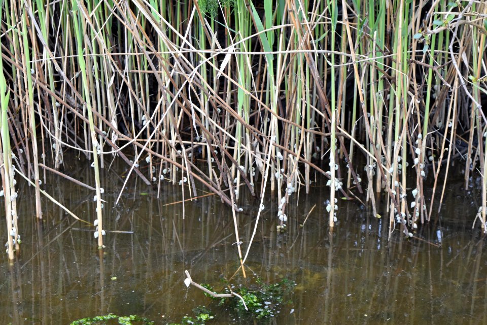 Oak Island SE 9th St ncwetlands AM (29)