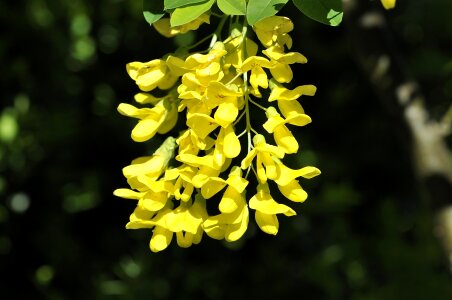 Yellow nature garden
