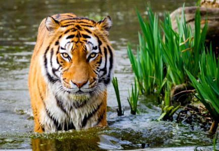 Tigre du Bengale dans la rivière photo