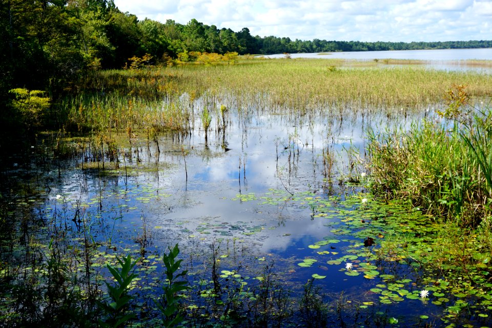 scene fringe wetland Lake Waccamaw State Park ncwetlands KG (3)