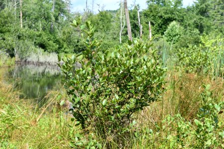 plant alder Tallulah Bog ncwetlands AM (4)