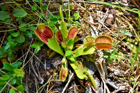 plants venus flytrap ncwetlands KG