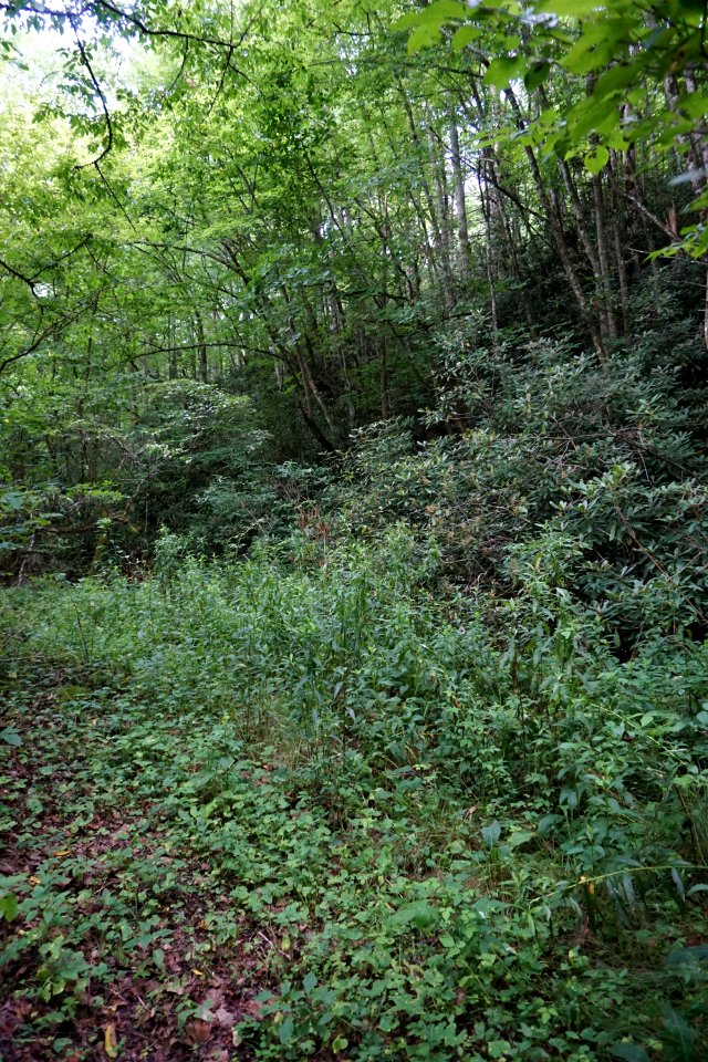 Great Smoky Mountains NP ncwetlands KG (21)