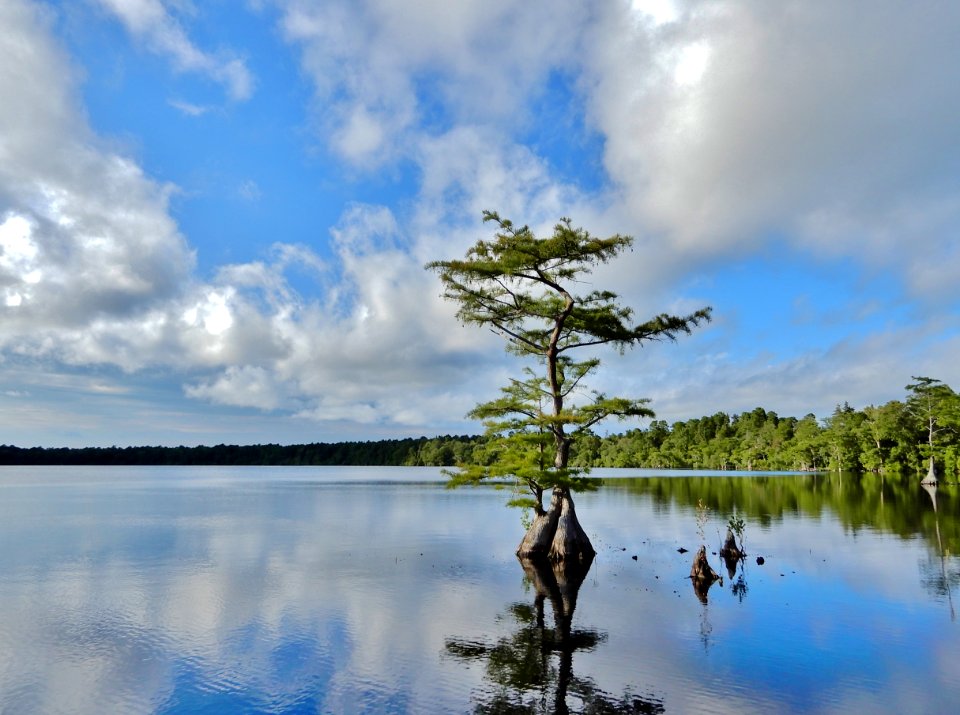 scene lone cypress Jones Lake State Park ncwetlands KG (69)