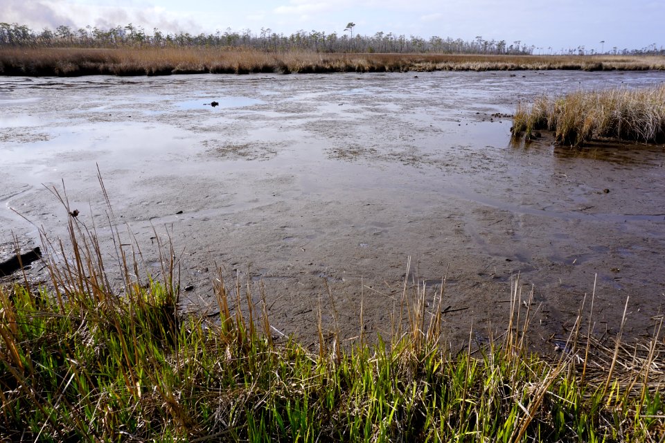 scene Mackay Island NWR ncwetlands KG (12)