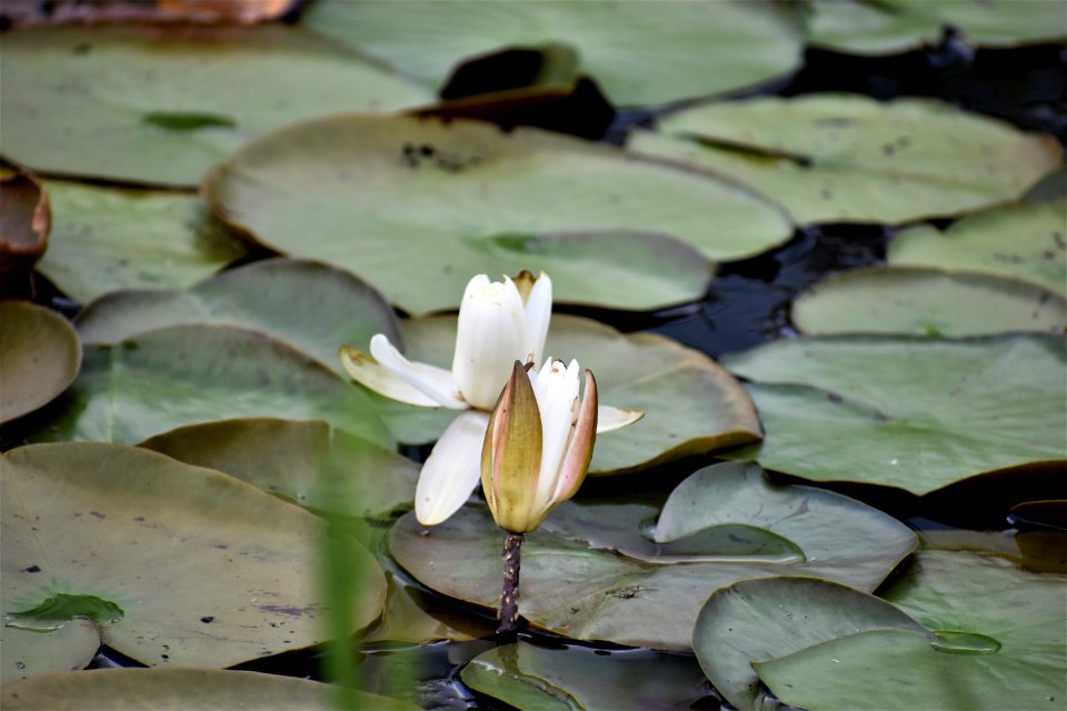 plant buckridge coastal preserve ncwetlands am (25)