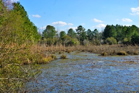 scene Sammy's Pond ATimeForScience ncwetlands KG (35)
