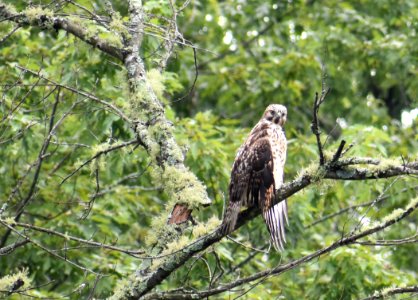 bird wet red-shouldered hawk jackson park ncwetlands AM