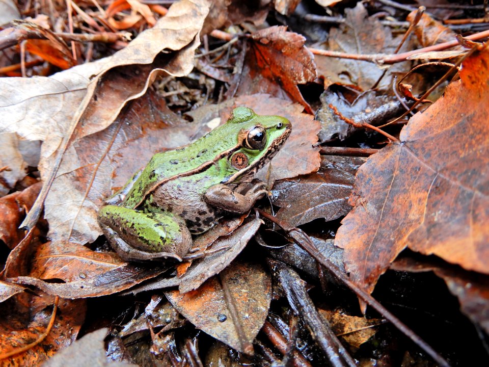 amphibian leopard frog Walnut Crk Rock Quarry Rd ncwetlands KG (41)