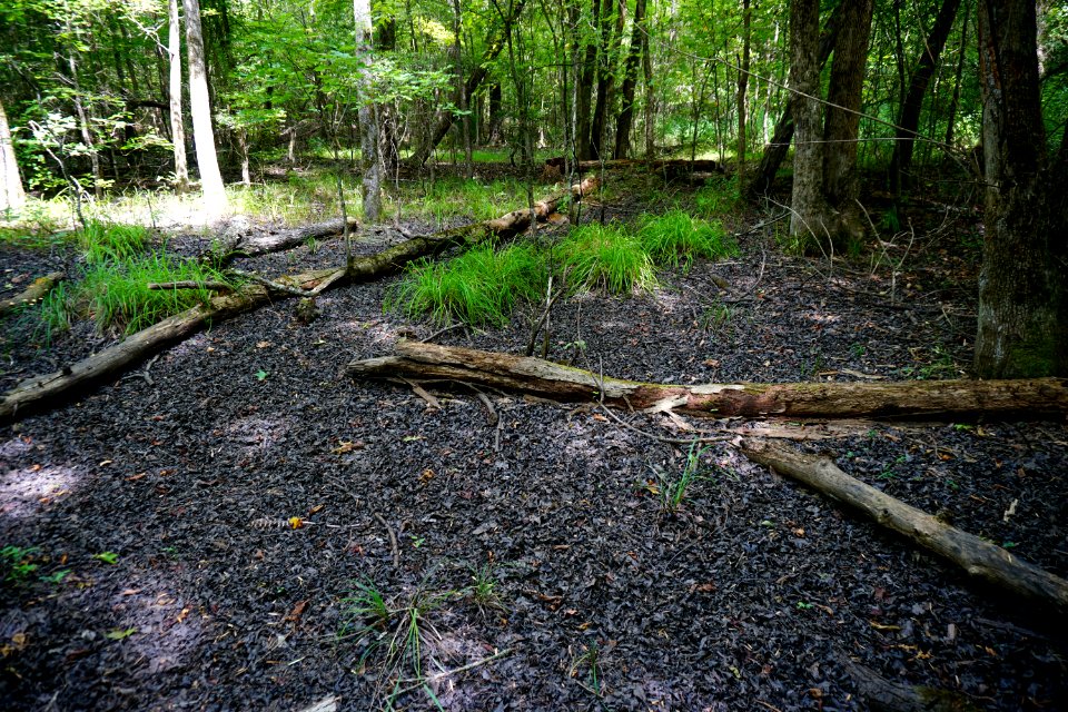 scene upland depression wetland 2 Uwharrie Nat Forest ncwetlands KG (3)