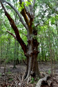 plant big oak Flat Branch ncwetlands amm (18)