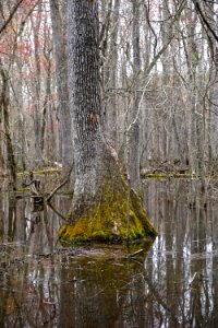 scene Tillery Gamelands ncwetlands KG (9)