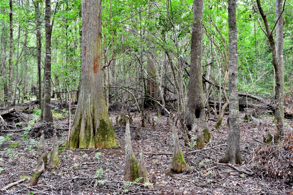 scene bottomland hardwood wetland near campground Lumber River SP Princess Anne ncwetlands AM (24)