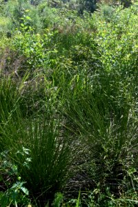 plant juncus Little River Park ncwetlands AM (6)