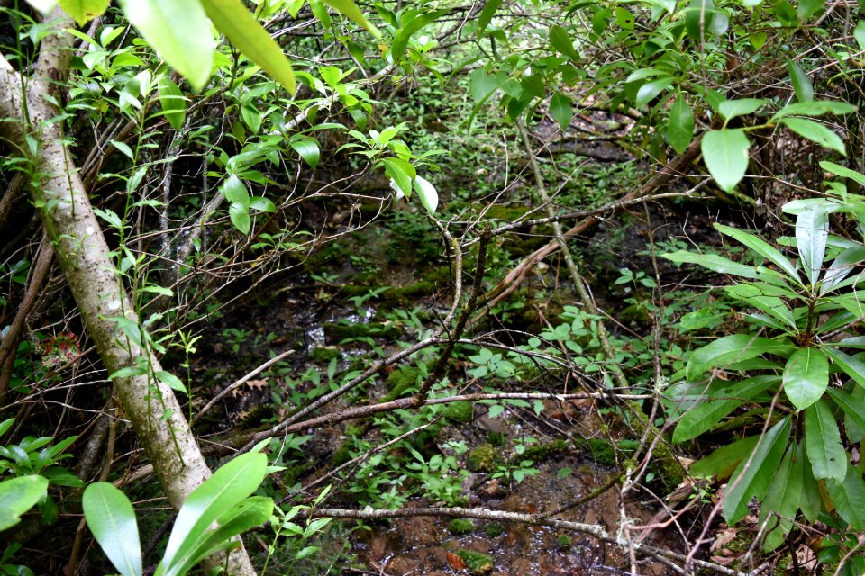 scene Walton Trail Bog ncwetlands AM (13)