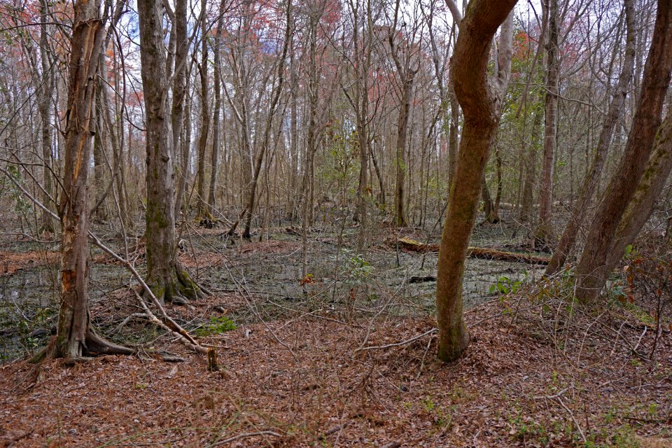 scene Dismal Swamp SP ncwetlands KG (17)